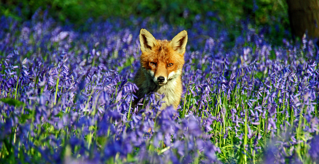 fox in bluebells